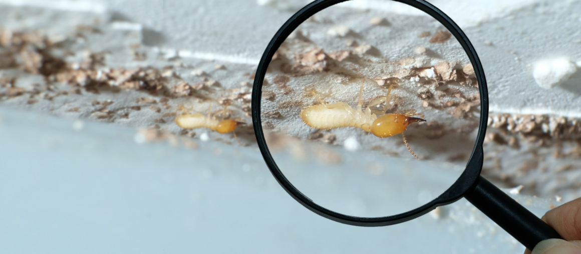 IMPORTANT INFORMATION REGARDING TERMITE INSPECTIONS IN ADELAIDE